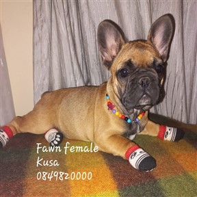 french-bulldog-1